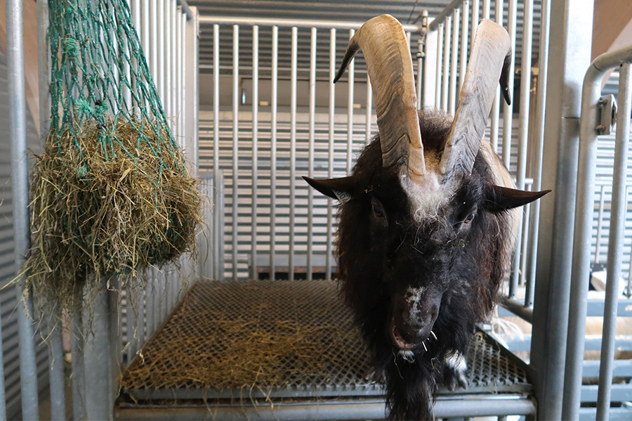 This goat was violently eating his hay and was sequestered from the other animals.